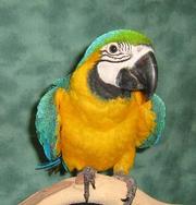 Outstanding pets Blue And Gold Macaw