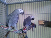 Tame Parrots For Re homing