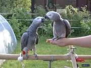 playing parrots for loving and caring family