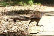 Lyre birds for sale 1500$ (HOT)