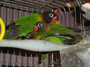 Black Masked Love Birds, English and American Budgies- Albany County,