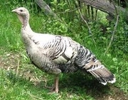 Narrgansett-Turkeys for sale