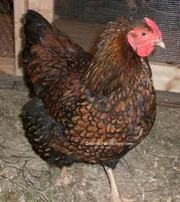 Gold & Silver laced Wyandotts for sale 