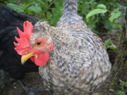 Rooster chicks, Cream Legbar Rooster Chicks for sale