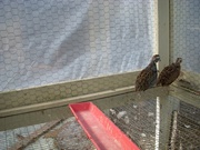 2011 Mearns quail