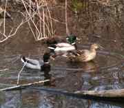 Mallard ducks for sale  