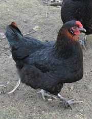 Black Copper Marans Hen  for sale 
