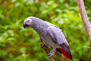 Amazing Birds Farm Exotic Parrot Species Available