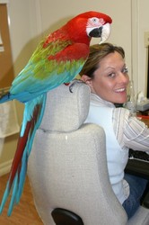 sweeet and adorable female scarlet macaw for adoption