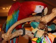 female scarlet macaw bird for sale