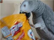 D.N.A African grey parrots for sale.