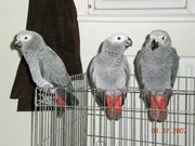Hand Raised Congo African Grey Parrots