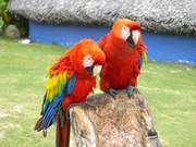 Macaw+parrots+for+sale