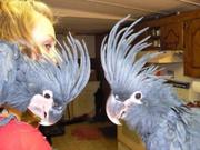 Black Palm Cockatoos pair for sale