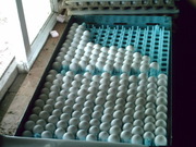Fresh laid Parrot eggs for sale 